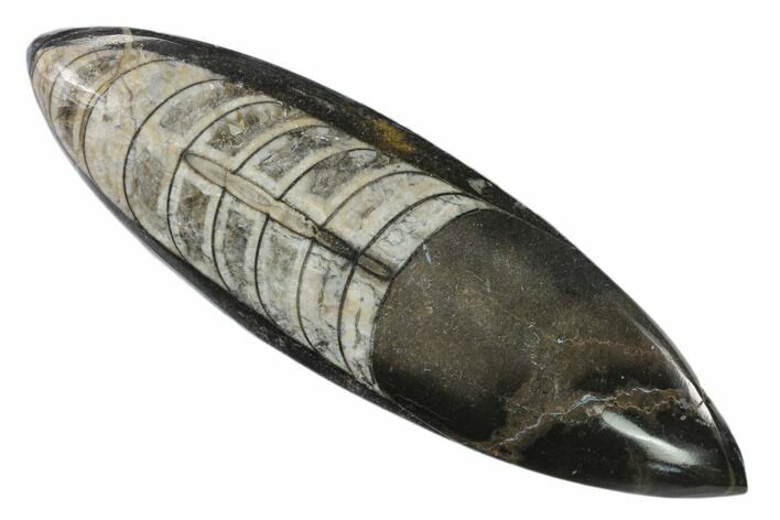 Polished Fossil Orthoceras (Cephalopod) - Morocco #138341
